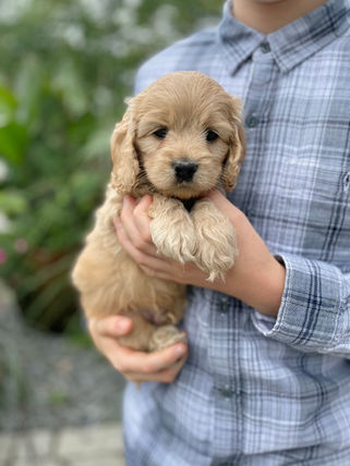 Handsome male Cockapoo puppy lovingly held outside for his 6 week photo shoot at Chesley Hill Cockapoos, family breeder of Cockapoo puppies in New England.