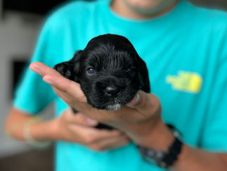 Handsome black with white male F1 Cockapoo puppy lovingly held by a young boy for the pups 2 week photo shoot at Chesley Hill Cockapoos NH Cockapoo breeder with Cockapoo puppies for sale to loving families in NH, Boston, Cape Cod, MA, Hartford, CT, Manhattan, Brooklyn, New York City, NY, Newport, RI, NJ, MD, Washington DC, Philadelphia, PA all of New England and the East Coast.