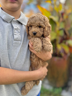 Male F1b Cockapoo puppy raised in NH by Chesley Hill Cockapoos Maryland's premier Cockapoo breeder with Cockapoo puppies for sale to families in Hartford, CT, NYC, Manhattan, Brooklyn, NY, MA, RI, Los Angeles, CA, OR, UT, FL, TX, NC, WA, VA, MD, NH, ME, VT all of New England and East Coast to West Coast