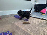 Adorable Cockapoo puppy raised in NH by Chesley Hill Cockapoos New York's premier Cockapoo breeder with Cockapoo puppies for sale to families in CA, TX, OR, UT, WA, FL, VA, NC, SC, MD, CT, RI, NY, NYC, MA, Boston, NH, VT, ME all of New England and East Coast to West Coast.