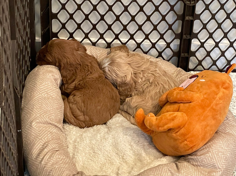 Cockapoo puppies snuggled up together after a big day of play and a full belly after nursing with momma. The pups are being lovingly raised by Chesley Hill Cockapoos, New England's premier Cockapoo family breeder helping families in NH, MA, VT, CT, RI, NY, ME, VT, Washington DC, MD all of New england and the East Coast find their forever pup.