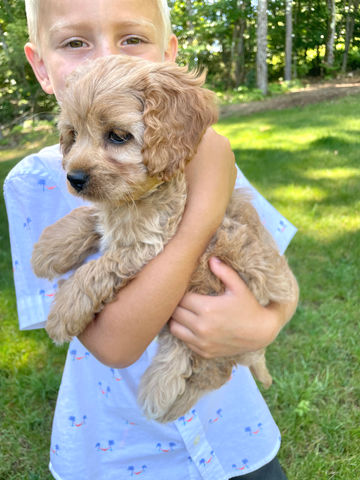 Beautiful petite light apricot 7 week old Cockapoo puppy enjoying her last photo shoot, held lovingly by a  little blonde boy on a sunny summer New England day with green grass and blooming trees.  She has been raised by Chesley Hill Cockapoos a family breeder of Cockapoo puppies in NH, providing happy and healthy Cockapoo puppies to families in Boston, MA, RI, NY, NYC, VT, ME, NH, CT, all of New England and the East Coast.