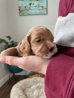 3 week old apricot with white markings male cockapoo puppy being held by a young boy wearing a maroon and grey sweater for the pups photo shoot at Chesley Hill Cockapoos, a boutique family breeder located in NH providing happy and healthy Cockapoo puppies to loving families in Boston Massachusetts, all of New England and the East Coast.