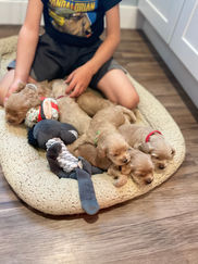 Cockapoo puppies lovingly raised by Chesley Hill Cockapoos, New Hampshire Cockapoo breeder with Cockapoo puppies for sale to loving families in New York, Manhattan, Brooklyn, New York City, Connecticut, New Jersey, Rhode Island, Maine, New Hampshire, Vermont, Philadelphia, Washington DC, Maryland, all of New England and the East Coast.