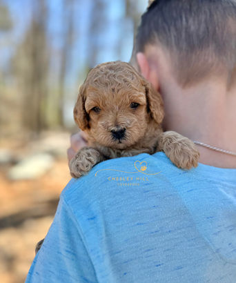 F1b Cockapoo puppy lovingly raised by Chesley Hill Cockapoos Massachusetts premier Cockapoo breeder with Cockapoo puppies for sale to families in MA, NH, NY, CT, MD, VA, NC, SC, GA, FL, CA, TX, OR, WA, UT all of New England and East Coast to West Coast