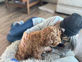 Beautiful F1 Cockapoo female snuggling lovingly with her momma at Chesley Hill Cockapoos, NH's premier Cockapoo breeder raising Cockapoo puppies for families in NH, MA, VT, NY, ME, CT, NJ, RI, NYC, Washington DC, MD, all of New England and the East Coast.