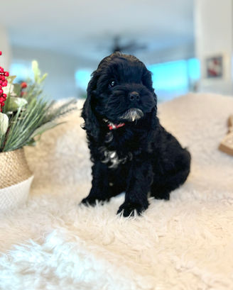 Adorable F1 Cockapoo puppy having a Christmas themed final photo shoot at Chesley Hill Cockapoos New York City's premier Cockapoo breeder with Cockapoo puppies for sale to families in CT, NY, NJ, PA, RI, ME, MA, VT, NH, MD, Washington DC, CA, FL, all of New England and the East Coast.