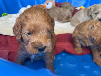 Adorable litter of 4 week old Cockapoo puppies enjoying playtime in a kiddie pool on a sunshine day.  They are being lovingly raised by Chesley Hill Cockapoos a Cockapoo breeder just north of Boston, providing happy and healthy Cockapoo puppies to families in MD, DC, RI, CT, MA, Boston, NYC, NY, VT, ME, NH, all of New England and the East Coast.