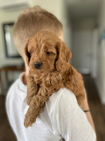 Apricot Cockapoo puppy looking oh so adorable as he poses for the camera for his 5 week phoot shoot at Chesley Hill Cockapoos, a boutique family breeder of Cockapoo puppies in New England, helping loving families thoughout Boston, Massachusetts, RI,CT, NYC, ME, NH, all on New England and the East Coast find their fur-ever Cockapoo puppy.