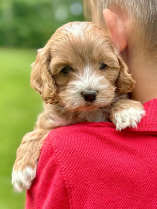 Handsome apricot with white markings F1 Cockapoo puppy lovingly held for his sunny summer 5 week puppy photo shoot at Chesley Hill Cockapoos NH Cockapoo breeder with Cockapoo puppies for sale to families in NH, MA, VT, CT, RI, ME, NJ, NY, PA, Washignton DC, MD, all of New England and the East Coast.