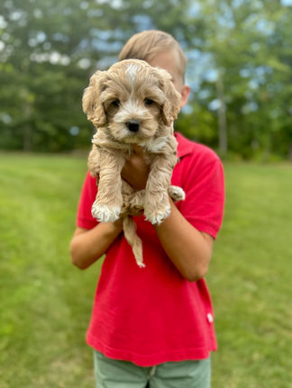 Handsome light apricot with white markings F1 Cockapoo puppy lovingly held for his sunny summer 5 week puppy photo shoot at Chesley Hill Cockapoos NH Cockapoo breeder with Cockapoo puppies for sale to families in NH, MA, VT, CT, RI, ME, NJ, NY, PA, Washignton DC, MD, all of New England and the East Coast.