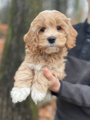 Handsome 8 week old cream with white markings male Cockapoo puppy lovingly held by a young boy during the pups outdoor photo shoot with backdrop of beautiful trees and fallen leaves.  He is being raised by Chesley Hill Cockapoos, New England Cockapoo breeder raising happy and healthy Cockapoo puppies for loving families in NH, MA, RI, CT, NJ, ME, VT, NY, Boston, New York City, Washington DC, all of New England and the East Coast.