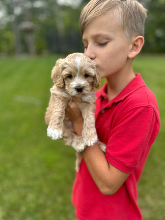 Handsome light apricot with white markings F1 Cockapoo puppy lovingly held for his sunny summer 5 week puppy photo shoot at Chesley Hill Cockapoos NH Cockapoo breeder with Cockapoo puppies for sale to families in NH, MA, VT, CT, RI, ME, NJ, NY, PA, Washignton DC, MD, all of New England and the East Coast.