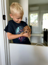Red male Cockapoo puppy being held by a blonde boy, while he is being raised by Chesley Hill Cockapoos a family Cockapoo breeder in New England, providing happy and healthy Cockapoo puppies to loving families in Boston, MA, VT, ME, NH, RI, CT, MD, DC, NY, NYC, all of New England and the East Coast.
