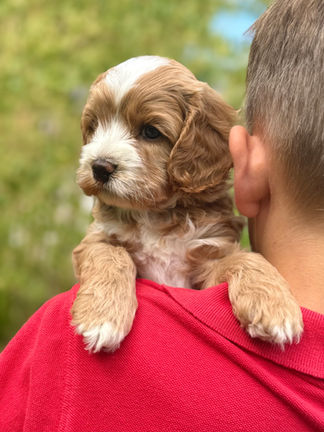 Handsome apricot with white markings F1 Cockapoo puppy lovingly held for his sunny summer 5 week puppy photo shoot at Chesley Hill Cockapoos NH Cockapoo breeder with Cockapoo puppies for sale to families in NH, MA, VT, CT, RI, ME, NJ, NY, PA, Washignton DC, MD, all of New England and the East Coast.