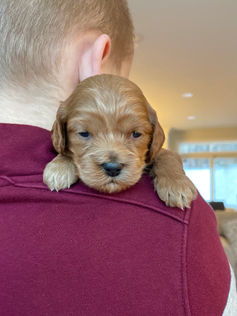 3 week old apricot male cockapoo puppy being held lovingly by a young boy wearing a maroon and grey sweater for the pups photo shoot at Chesley Hill Cockapoos, a boutique family breeder located in NH providing happy and healthy Cockapoo puppies to loving families in Boston Massachusetts, all of New England and the East Coast.