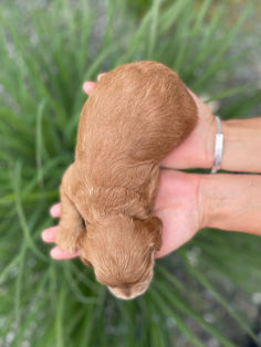 Adorable 2 week old male Cockapoo puppy being held by a woman during the puppy's outdoor photo shoot with a backdrop of green summer foliage and light blue skies.  He is being raised by Chesley Hill Cockapoos a family breeder of Cockapoo puppies located in New England providng happy and healthy Cockapoo puppies to loving families in Boston, MA, NH, VT, CT, RI, NY, NYC, ME, all of New England and the East Coast.
