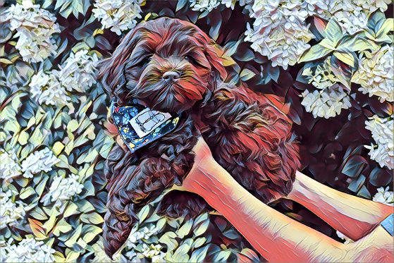 Chesley Hill Cockapoos Cockapoo Breeder NH