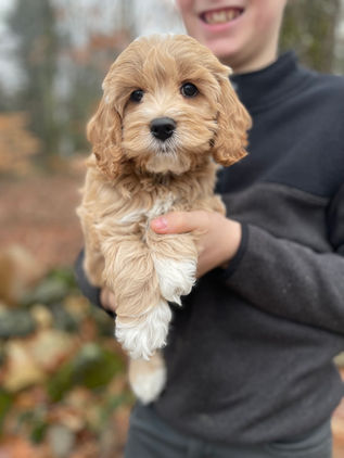 Handsome 8 week old cream with white markings male Cockapoo puppy lovingly held by a young boy during the pups outdoor photo shoot with backdrop of beautiful trees and fallen leaves.  He is being raised by Chesley Hill Cockapoos, New England Cockapoo breeder raising happy and healthy Cockapoo puppies for loving families in NH, MA, RI, CT, NJ, ME, VT, NY, Boston, New York City, Washington DC, all of New England and the East Coast.