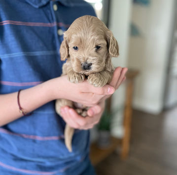 Handsome buff cockapoo puppy with black button nose lovingly held in a boys hands during the pups 4 week photo shoot with backdrop of earthtones and pops of pink spring flowers. He is being raised as part of the Chesley Hill Cockapoos family, New England's premier Cockapoo family breeder with pups for sale to families in NH, Boston, MA, Cape Cod, MA, Newport, RI, Providence, RI, Hartford, CT, New Canaan, CT, Manhattan, NYC, NY, Washington DC, Philadelphia, NJ, NH, VT, ME, all of New England and the East Coast.