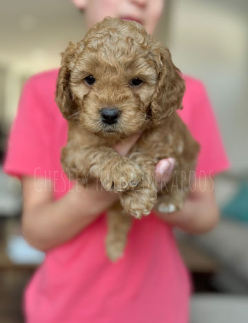 Adorable F1b Cockapoo puppy lovingly raised by Chesley Hill Cockapoos Connecticut's premier Cockapoos breeder with Cockapoo puppies for sale to families in Boston, Cape Cod, MA, Portsmouth, NH, Hartford, CT, Newport, RI, NJ, NYC, Manhattan, Brooklyn, NY, Philadelphia, PA, ME, VT, Bethesda, MD all of New England and the East Coast.