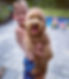 Cockapoo lovingly raised as part of the Chesley Hill Cockapoos family, New England's premier Cockapoo breeder.