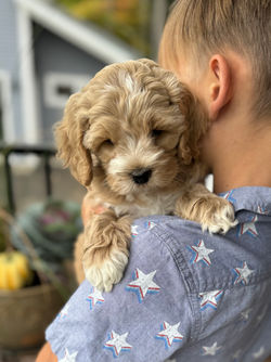 Adorable apricot with white markings F1 male Cockapoo puppy lovingly held by a young boy during the puppies final photo shoot at Chesley Hill Cockapoos, Massachusetts premier Cockapoo breeder with Cockapoo puppies for sale to families in NH, ME, VT, CT, RI, NY, NYC, NJ, PA, MD, Washington DC, all of New England and the East Coast.