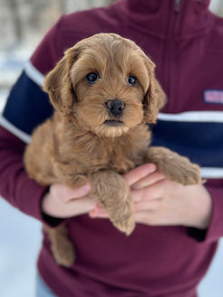 Beautiful red female F1b Cockapoo puppy lovingly held for her 6 week photo shoot at Chesley Hill Cockapoos, Connecticut Cockapoo breeder with Cockapoo puppies for sale to families in Connecticut, Rhode Island, New York, New Hampshire, Massachusetts, Maine, Vermont, Pennsylvania, Maryland, Washington DC, all of New England and the East Coast.