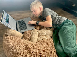 Buff and light apricot Cockapoo puppy litter snuggled up on an earthtone dog bed while being lovingly raised by Chesley Hill Cockapoos, NH family breeder providing happy and healthy Cockapoo puppies to families in NH, VT, ME, Providence, Newport, Newark, Manhattan, Boston, Cape Cod, Hartford, MA, RI, NJ, NY, CT, Washington DC, Philadelphia, MD, all of New England and the East Coast.