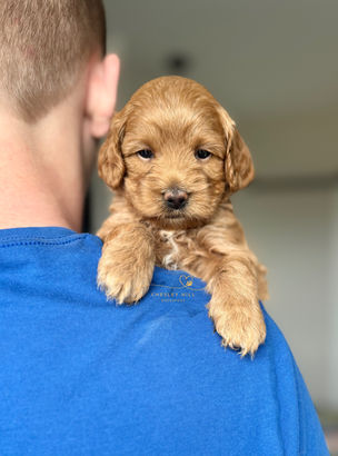 F1b Cockapoo puppy lovingly raised by Chesley Hill Cockapoos Cockapoo breeder Connecticut with Cockapoo puppies for sale to families in FL, GA, NC, SC, VA, MD, CA, TX, NY, MA, NH, CT, OR, UT, WA all of New England and East Coast to West Coast