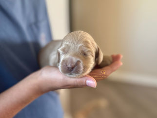 Adorable light apricot Cockapoo puppy raised by Chesley Hill Cockapoos in Florida