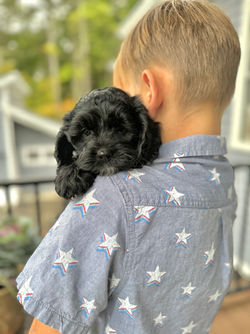 Adorable black with white markings F1 male Cockapoo puppy lovingly held by a young boy during the puppies final photo shoot at Chesley Hill Cockapoos, Massachusetts premier Cockapoo breeder with Cockapoo puppies for sale to families in NH, ME, VT, CT, RI, NY, NYC, NJ, PA, MD, Washington DC, all of New England and the East Coast.