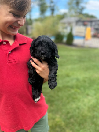 Handsome black with white markings F1 Cockapoo puppy lovingly held for his sunny summer 5 week puppy photo shoot at Chesley Hill Cockapoos NH Cockapoo breeder with Cockapoo puppies for sale to families in NH, MA, VT, CT, RI, ME, NJ, NY, PA, Washignton DC, MD, all of New England and the East Coast.