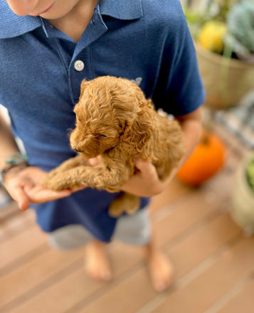Adorable apricot F1b Cockapoo puppy lovingly held by a young boy for the pups 4 week photo shoot at Chesley Hill Cockapoos New Hampshire's premier Cockapoo breeder with Cockapoo puppies for sale to families in Boston, Cape Cod, MA, Portsmouth, NH, Hartford, CT, Providence, RI, Manhattan, New York City, Brooklyn, NY, Philadelphia, PA, Washington DC, MD, Burlington, VT, Kittery, ME, Newark, NJ, all of New England and the East Coast.