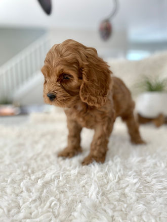 Cute as a button, apricot female cockapoo puppy with white chin striking a pose for her last photo shoot at Chesley Hill Cockapoos a boutique family breeder of Cockapoo puppies, just north of Massachusetts, providing happy and healthy Cockapoo puppies to loving families in Boston, all of New England and the East Coast.