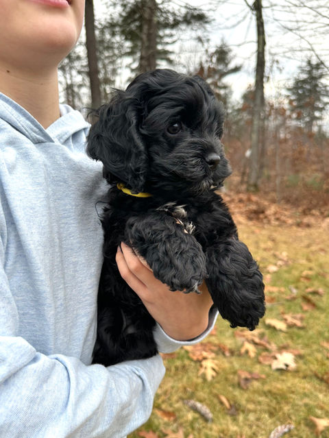 Cockapoo puppy lovingly raised by Chesley Hill Cockapoos NH's premier Cockapoos breeder with Cockapoo puppies for sale to families in NY, CT, MA, RI, MD, ME, VT, CA, WA, FL, CA, MD, all of New England, East Coast to West Coast.