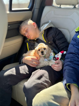 Upcoming dam at Chesley Hill Cockapoos Cockapoo breeder Massachusetts with Cockapoo puppies for sale to families in NH, MA, ME, CT, NY, VT, MD, VA, NC, SC, FL, TX, CA all of New England and East Coast to West Coast