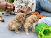 Cockpoo puppies enjoying time outside in NH while in the loving care of Chesley Hill Cockapoos, New England Cockapoo Breeder, providing happy and healthy Cockapoo puppies to loving families in CT, RI, VT, MD, NY, NYC, MA, NH, all of New England and the East Coast.