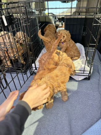 F1b Cockapoo puppies on a field trip while being lovingly raised by Chesley Hill Cockapoos, Cockapoo breeder within driving distance of New York, Rhode Island, New Jersey, Connecticut, Washington DC, Maryland, Maine, Vermont and New Hampshire.