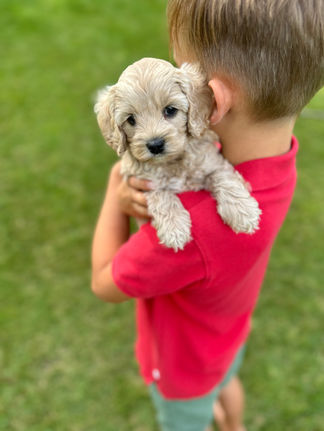 Handsome light apricot with white markings F1 Cockapoo puppy lovingly held for his sunny summer 5 week puppy photo shoot at Chesley Hill Cockapoos NH Cockapoo breeder with Cockapoo puppies for sale to families in NH, MA, VT, CT, RI, ME, NJ, NY, PA, Washignton DC, MD, all of New England and the East Coast.