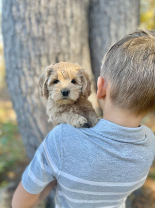 Adorable Cockapoo puppy in the arms of a young boy for the pups final photo shoot at Chesley Hill Cockapoos, New England breeder of Cockapoo puppies for families in Massachusetts, Boston, Cape Cod, New York, Manhattan, Brooklyn, New Jersey, Newark, Connecticut, Hartford, Bridgeport, New Hampshire, Portsmouth, Vermont, Maine, Philadelphia, Washington DC, Maryland, all of New England and the East Coast.