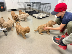 F1b Cockapoo puppies at their final vet check while at Chesley Hill Cockapoos New England's premier Cockapoo breeder.  Chesley Hill Cokapoos has Cockapoo puppies for sale to families in New York, Connecticut, Rhode Island, Massachusetts, Philadelphia, Washington DC, New Hampshire, Vermont, Maine, all of New England and the East Coast.