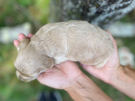 Buff female Cockapoo puppy lovingly posed for her two week photo shoot outside before moss covered tree and granite stone wall. She and her littermates are being raised by Chesley Hill Cockapoos New England Cockapoo breeder, just north of Boston Massachusetts.