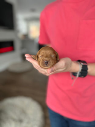 Stunning red female Cockapoo puppy lovingly held in a young boys hands for the pups newborn photo shoot at Chesley Hill Cockapoos, NH Cockapoo breeder with Cockapoo puppies for sale to loving families in Boston, Cape Cod, Massachusetts, Newport, Rhode Island, Hartford, Connecticut, NYC, Manhattan, Brooklyn, New York, Newark, NJ, Portsmouth, NH, ME, VT, Washington DC, MD, all of New England and the East Coast.