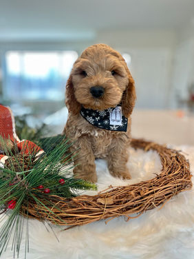Handsome male Cockapoo puppy posed in a black and white Christmas bandana while sitting in a wreath for his last photo shoot at Chesley Hill Cockapoos, New England family Cockapoo breeder helping families in Boston, New York City, Hartford, Newark, Portsmouth, Cape Cod, New Haven, Providence, Portland, all of New England and the East Coast.