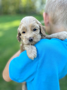 Handsome male F1 Cockapoo puppy lovingly held by a little boy outdoors in NH on a lovely fall day. The pup is being raised by Chesley Hill Cokapoos, New England's premier Cockapoo breeder raising Cockapoo puppies for families in Connecticut, Rhode Island, New York, Maine, New Hampshire, Vermont, Maine, New Jersey, Washington DC, Maryland, all of New England and the East Coast.