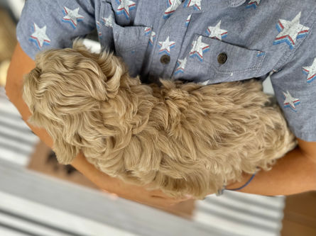 Adorable apricot with white markings F1 male Cockapoo puppy lovingly held by a young boy during the puppies final photo shoot at Chesley Hill Cockapoos, Massachusetts premier Cockapoo breeder with Cockapoo puppies for sale to families in NH, ME, VT, CT, RI, NY, NYC, NJ, PA, MD, Washington DC, all of New England and the East Coast.