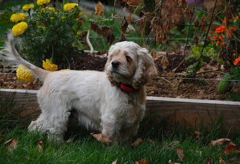 Gorgeous champion pedigree red and white parti AKC Cocker Spaniel momma living her best life in NH as part of the Chesley Hill Cockapoos family, premier family Cockapoo breeder in NH providing Cokapoo puppies to families in Boston, Cape Cod, Massachusetts, Hartford, CT, New York City, Manhattan, Brooklyn, Dumbo, New York, Philadelphia, PA, Portsmouth, Hooksett, NH, Portland, Kennybunkport, ME, Newport, RI, Morris County, Spring Lake, NJ, Vermont, all of New England and the East Coast.