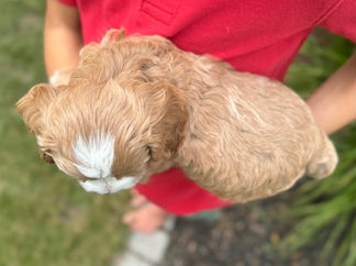 Handsome apricot with white markings F1 Cockapoo puppy lovingly held for his sunny summer 5 week puppy photo shoot at Chesley Hill Cockapoos NH Cockapoo breeder with Cockapoo puppies for sale to families in NH, MA, VT, CT, RI, ME, NJ, NY, PA, Washignton DC, MD, all of New England and the East Coast.