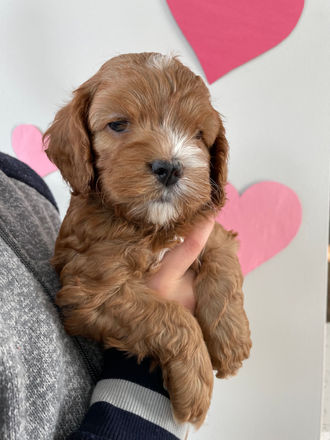 Apricot and white markings cockapoo puppy lovingly held during his 5 week photo shoot at Chesley Hill Cockapoos a family breeder of Cockapoo puppies just north of Massachusetts (Boston).